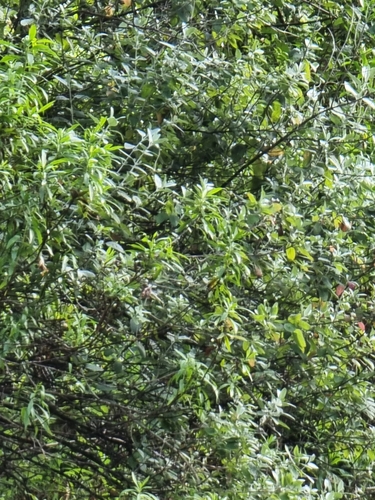 Teucrium heterophyllum subsp. heterophyllum image