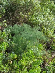 Asparagus umbellatus image