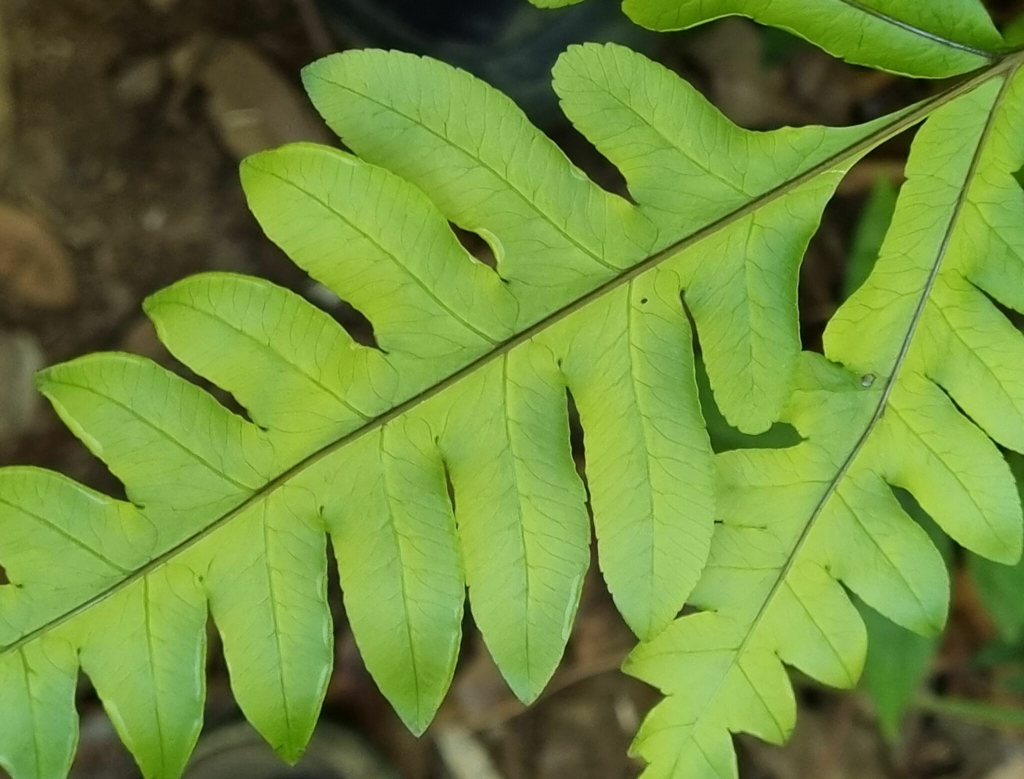 Pteris amoena — ảnh 2