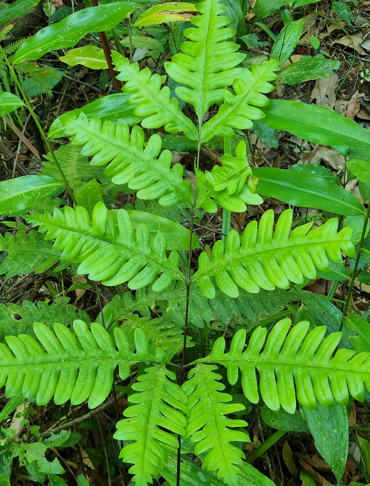 Pteris amoena (Pteris amoena)