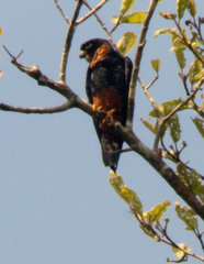 Falco deiroleucus