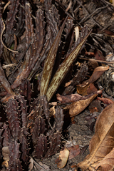 Ceropegia hislopii image