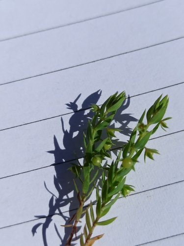 Lysimachia linum-stellatum
