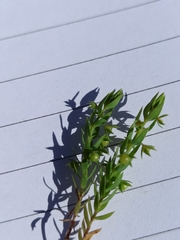 Lysimachia linum-stellatum