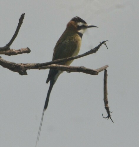 White-throated Bee-eater
