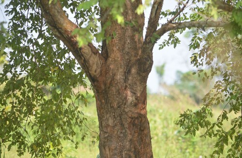 Terminalia leiocarpa