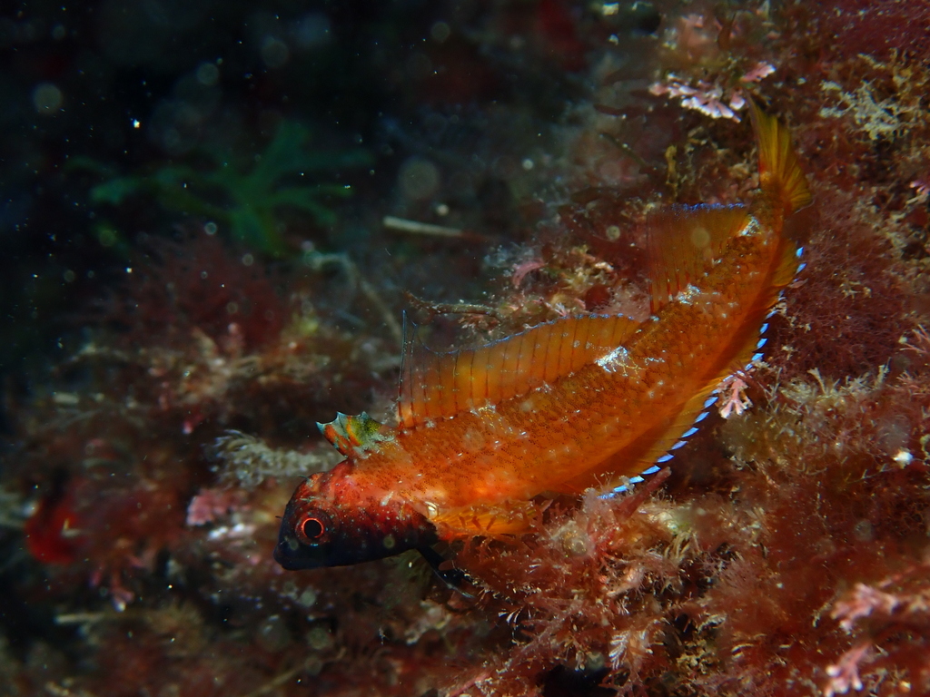 Black-faced blenny from Platja Mar Menuda, Av. Mar Menuda, 2, 17320 ...