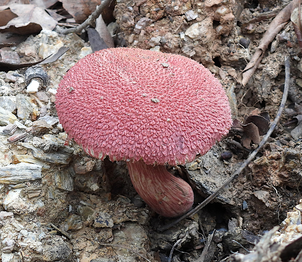 shaggy cap from Dam Rd, Bunyaville Conservation Park, Brisbane QLD