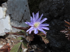 Anemone pseudoaltaica, photograph Timur Kalininsky, CC BY, iNaturalist via GBIF