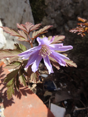 Anemone pseudoaltaica, photograph 4