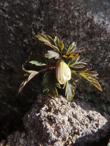 Anemone pseudoaltaica, photograph 5