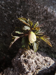 Anemone pseudoaltaica, photograph Timur Kalininsky, CC BY, iNaturalist via GBIF