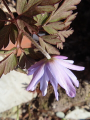 Anemone pseudoaltaica, photograph Timur Kalininsky, CC BY, iNaturalist via GBIF