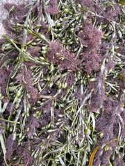 Vertebrata lanosa