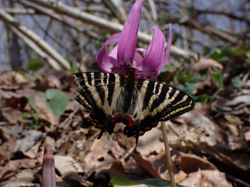 Japanese Luehdorfia in March 2023 by tomato256 · iNaturalist
