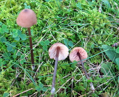Entoloma conicum