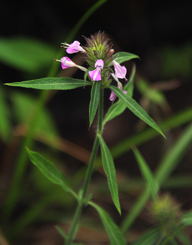 Dicliptera carvalhoi image