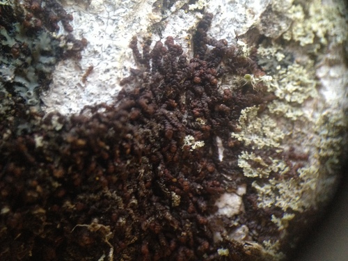 Oakes' Scalewort (Frullania oakesiana)
