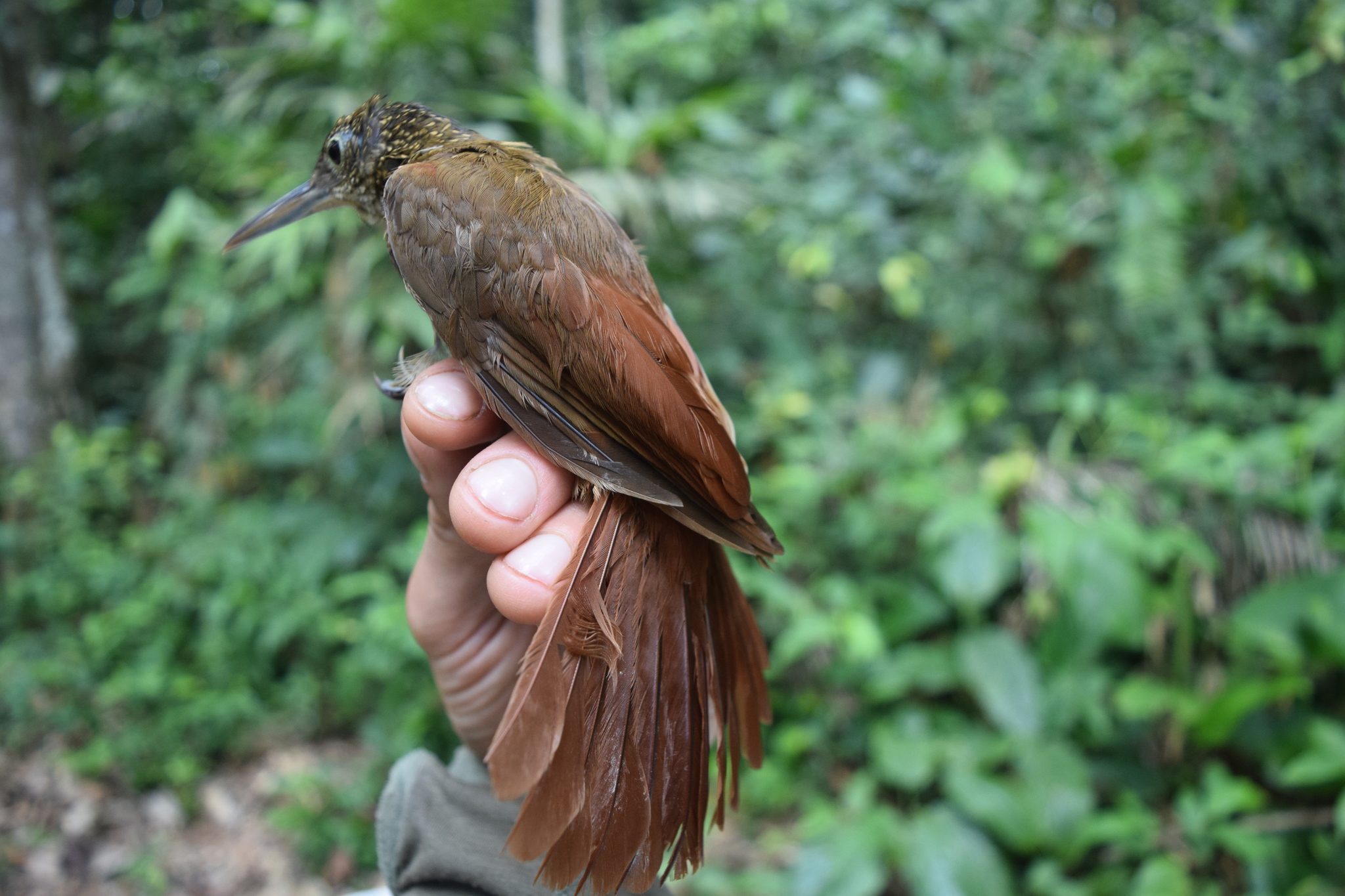 Elegant Woodcreeper (Xiphorhynchus elegans), photo 7
