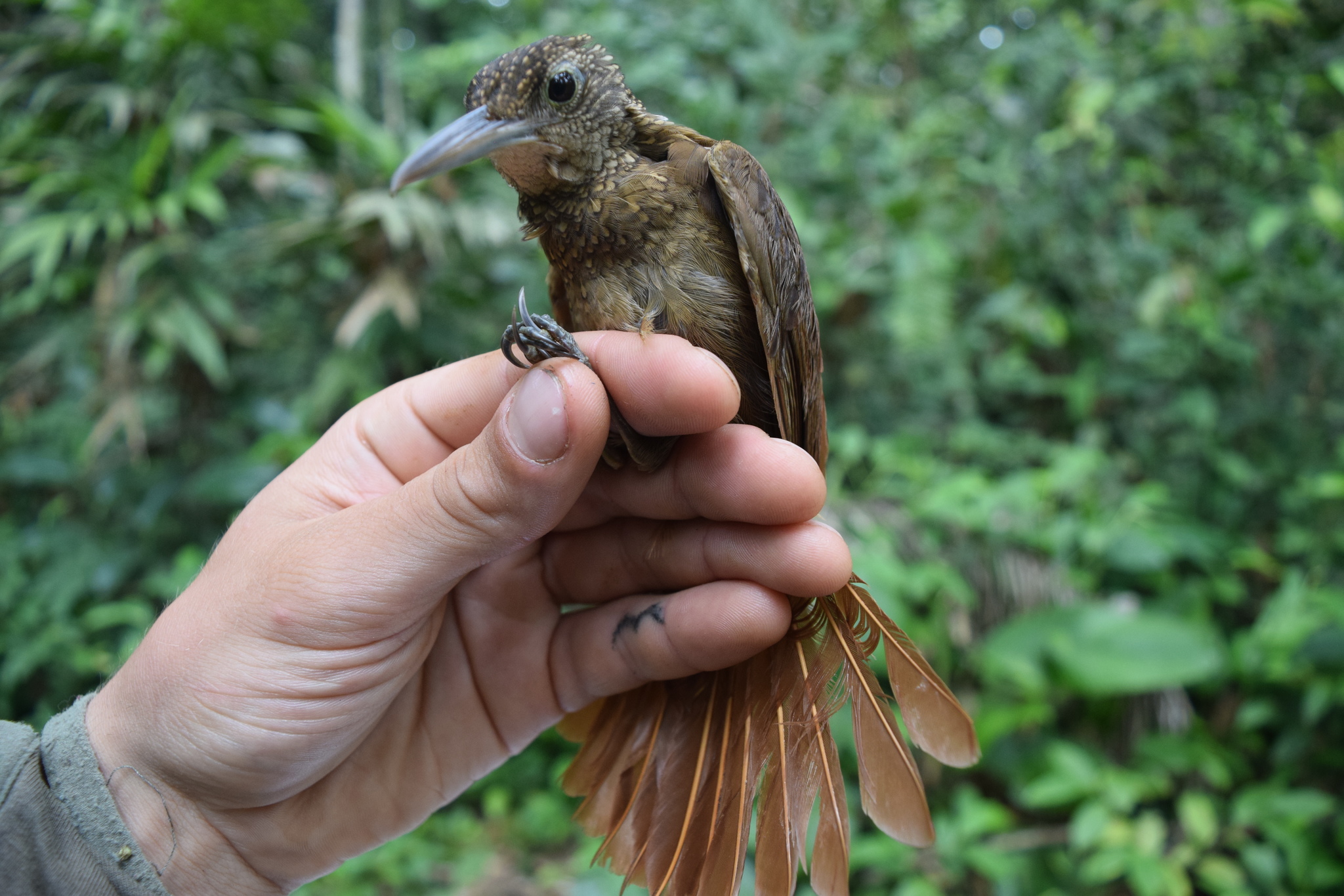 Elegant Woodcreeper (Xiphorhynchus elegans), photo 8