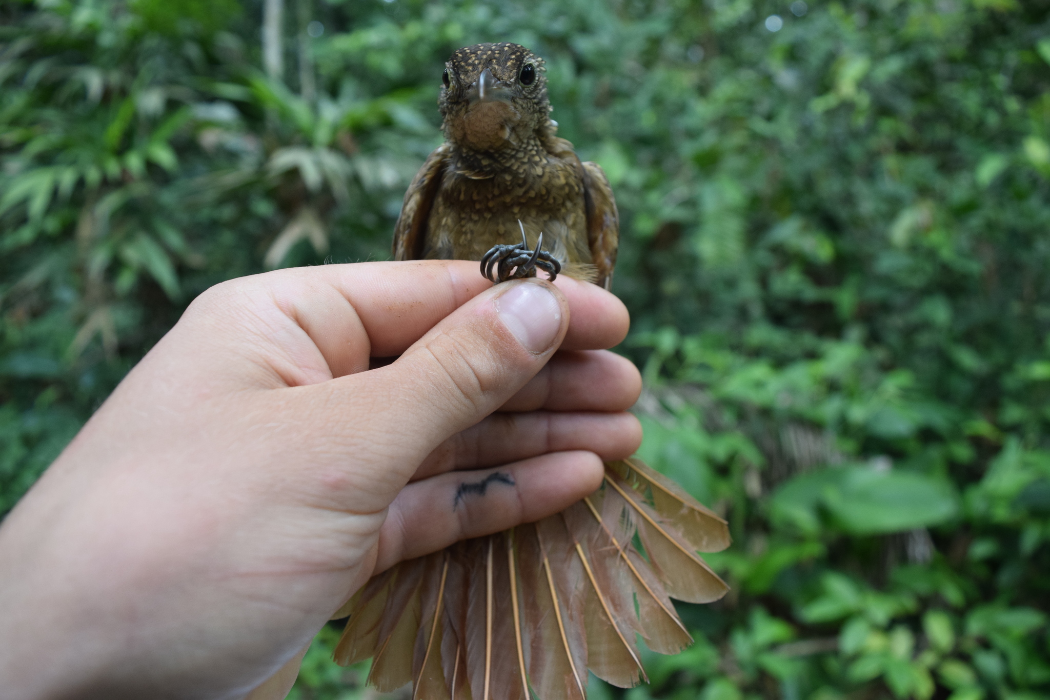 Elegant Woodcreeper (Xiphorhynchus elegans), photo 9