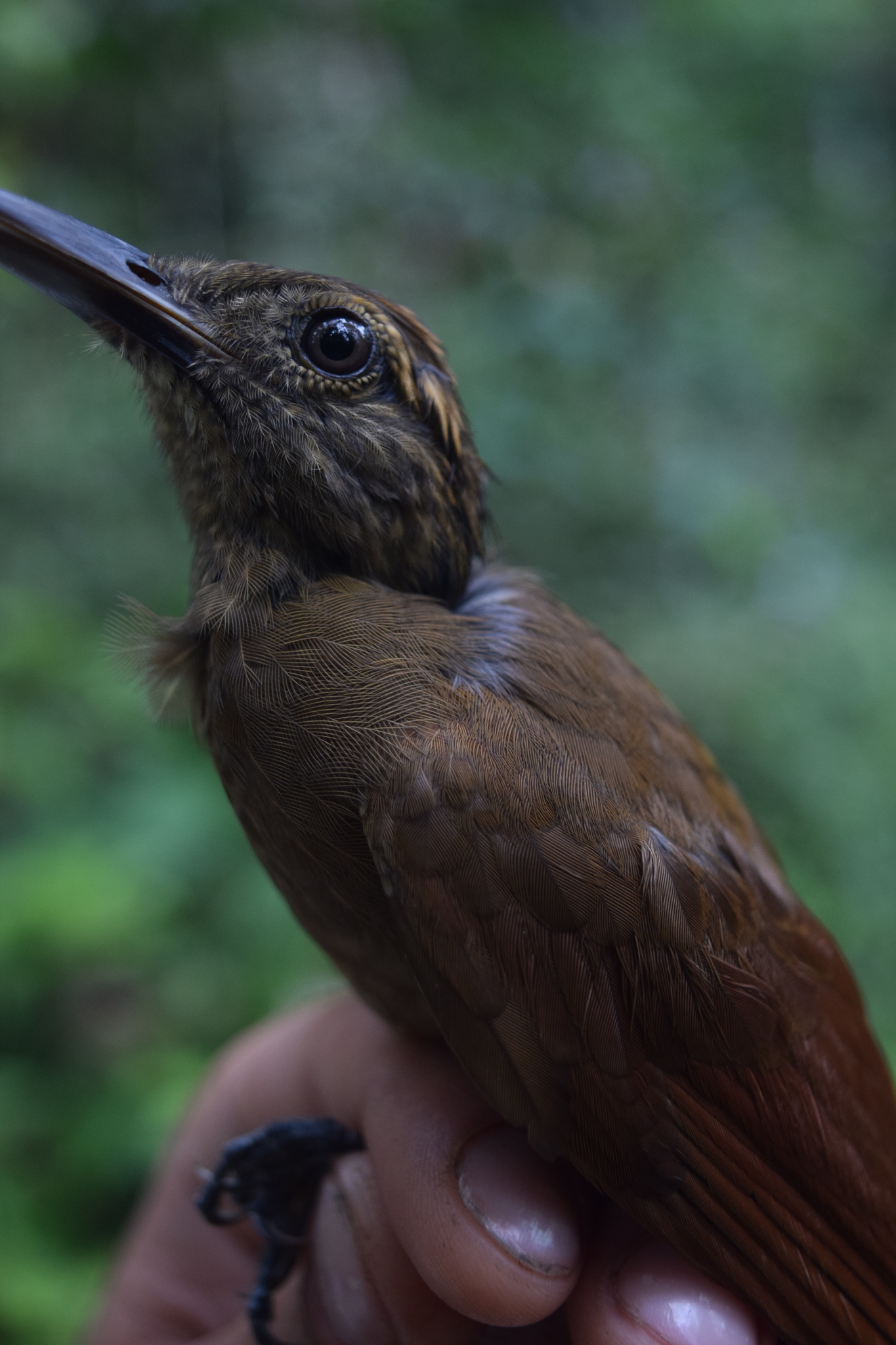 Elegant Woodcreeper (Xiphorhynchus elegans), photo 10