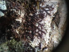 Frullania oakesiana
