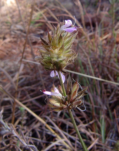 Dicliptera carvalhoi image