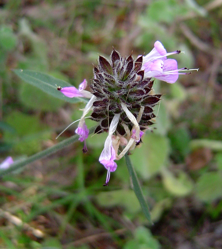 Dicliptera carvalhoi image