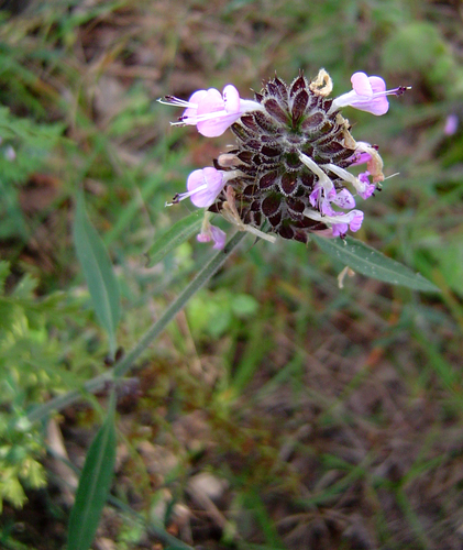 Dicliptera carvalhoi image