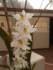 Oncidium alexandrae