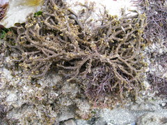 Cladostephus spongiosus