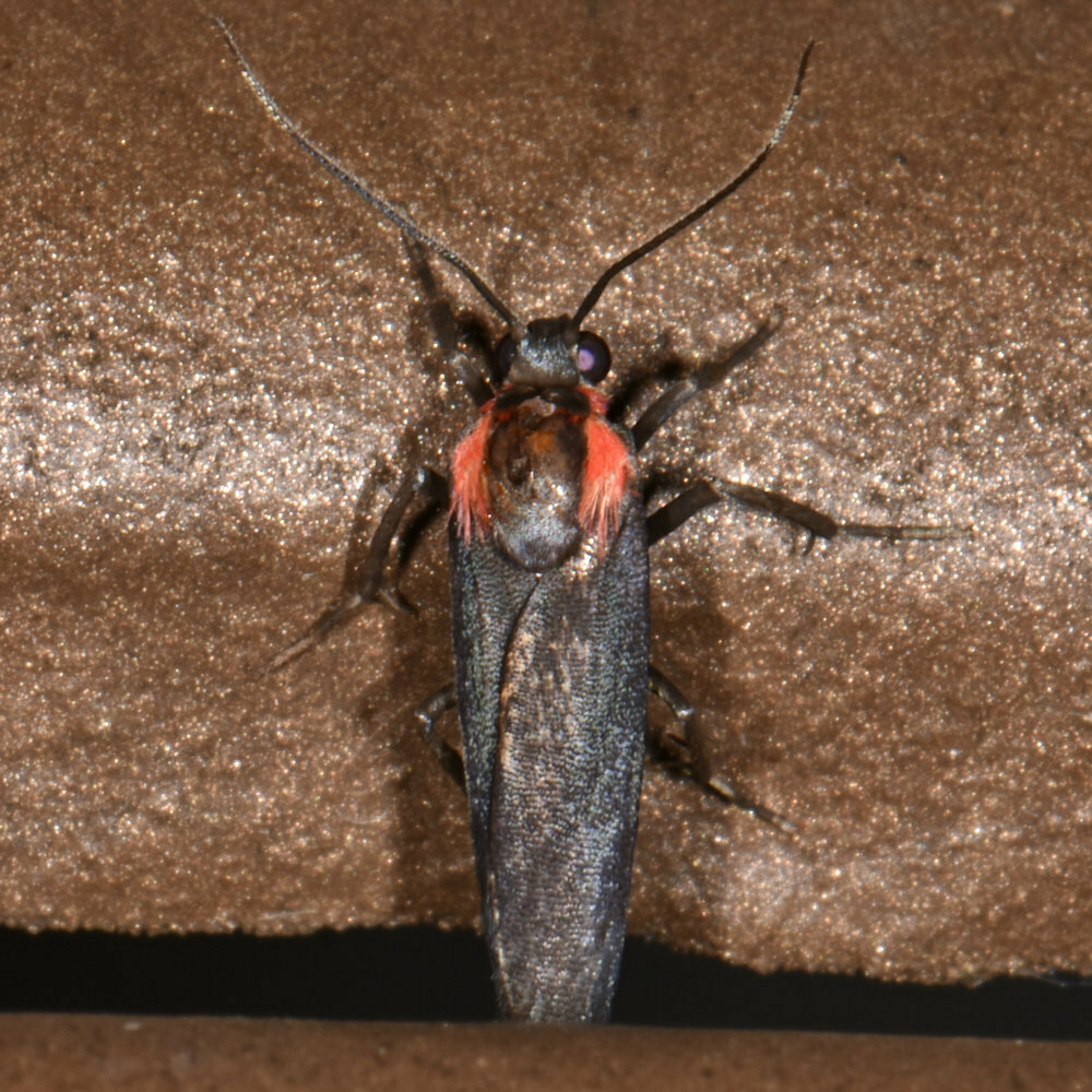 Odozana methaemata