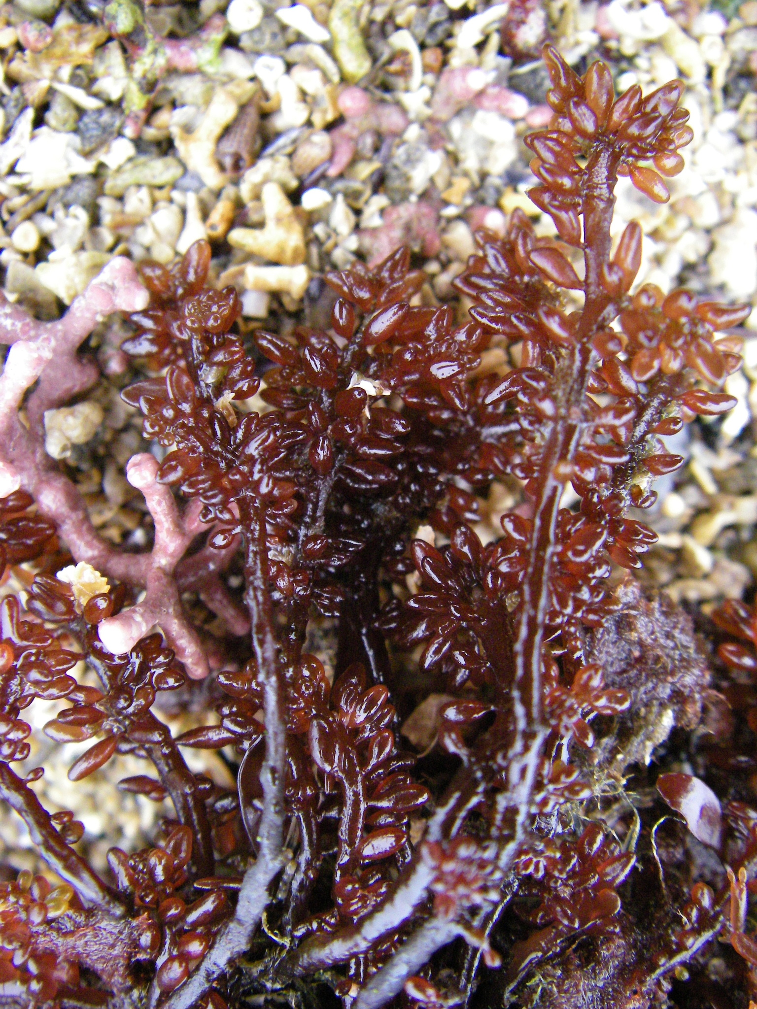 Gastroclonium ovatum