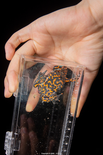 Oriental Fire-bellied Toad