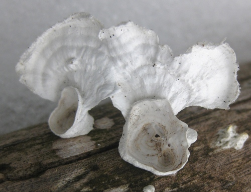 little nest polypore