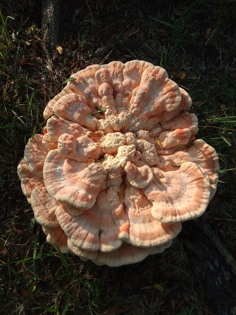 Laetiporus sulphureus · March 2023 · photo: © aguscolla (iNaturalist, cc-by)