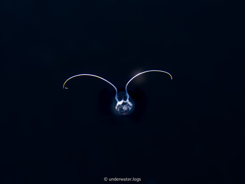 Sea Anemone
