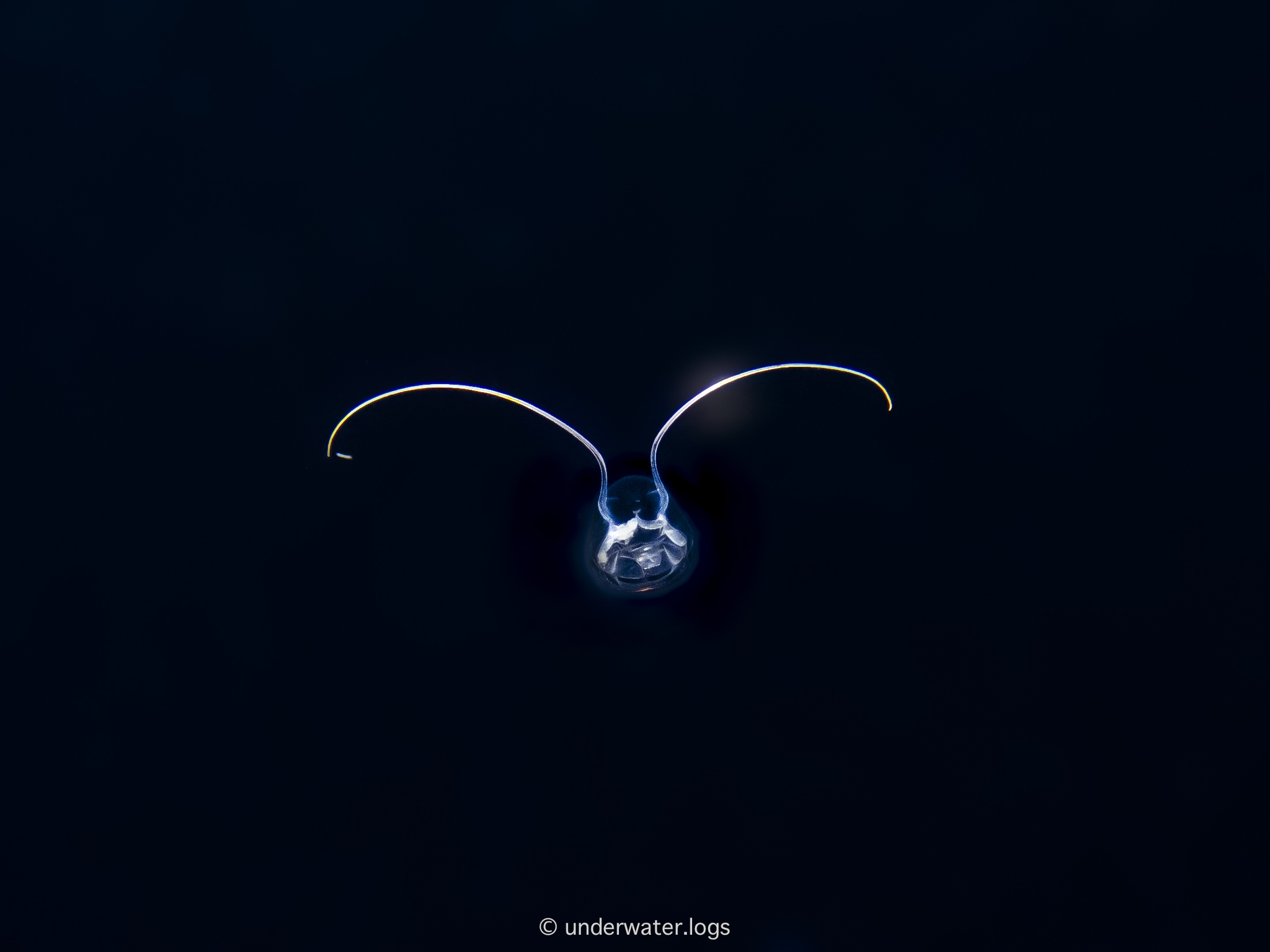 Solmundella bitentaculata (Quoy & Gaimard, 1833)