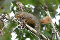 Northern Palawan Tree Squirrel photo 3