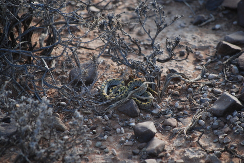 Fisk's House Snake
