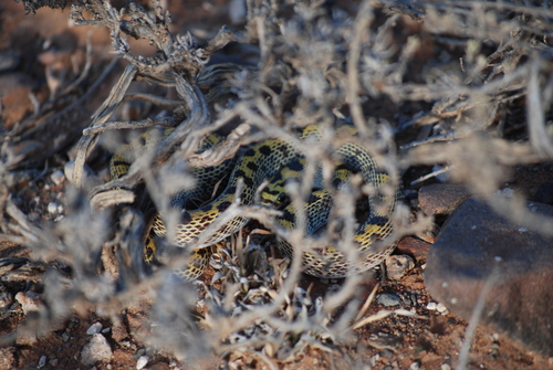Fisk's House Snake