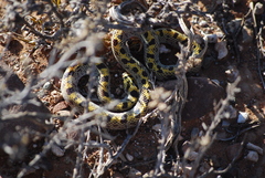 Fisk's House Snake photo 3