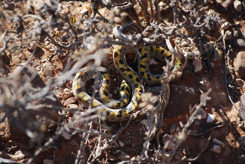 Fisk's House Snake