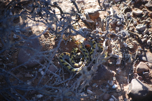 Fisk's House Snake