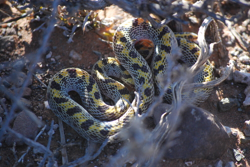 Fisk's House Snake
