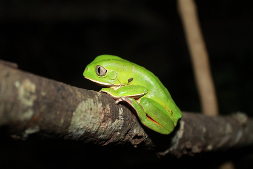 Hidden Walking Leaf Frog, Phyllomedusa tetraploidea