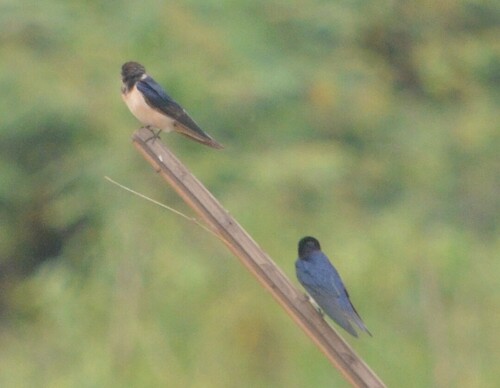 Barn Swallow