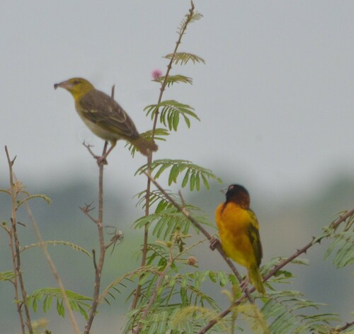 Village Weaver