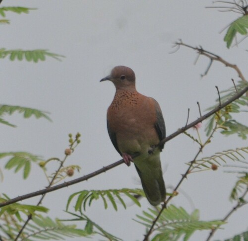 Laughing Dove